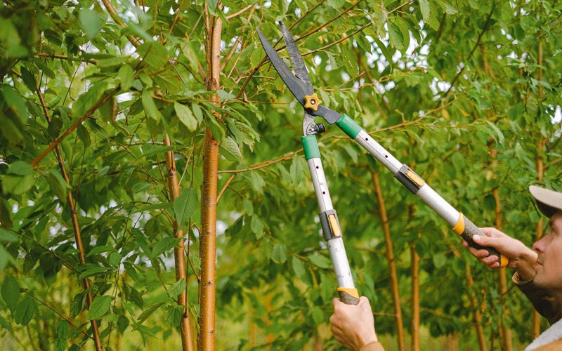 Tree trimming in Closplint, KY